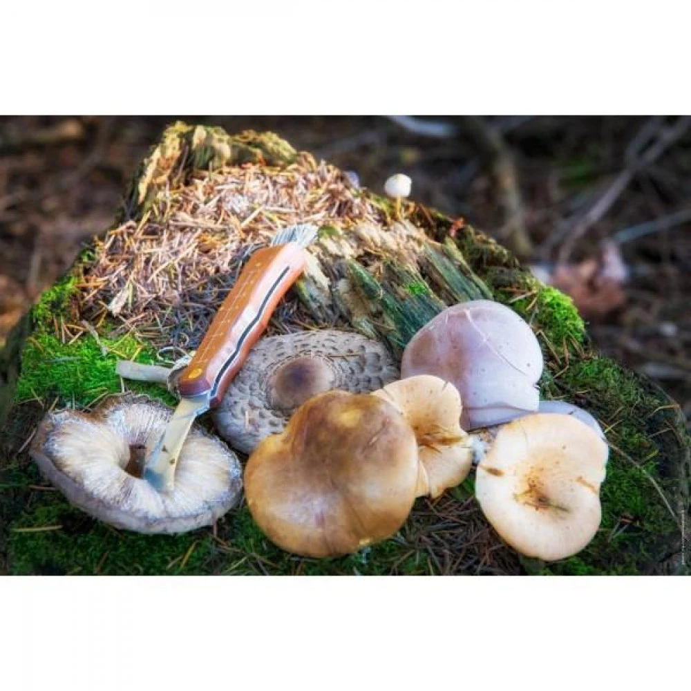 CAO Couteau à Champignons 3 CAO Couteau à Champignons – Image 3